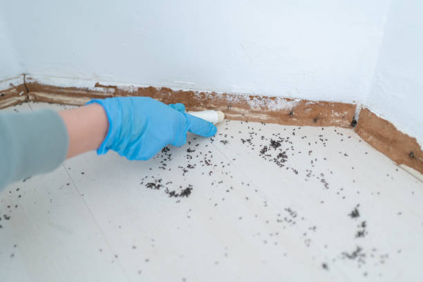 Flea Control Services in Butler, MO